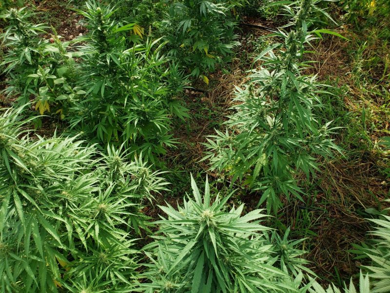 CBG Oil 5% - Full Spectrum - Image 5