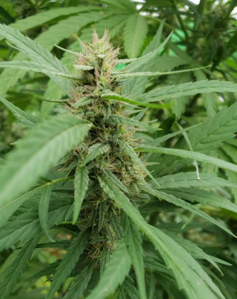 CBG/CBD OIL 10% - Full Spectrum - Image 6