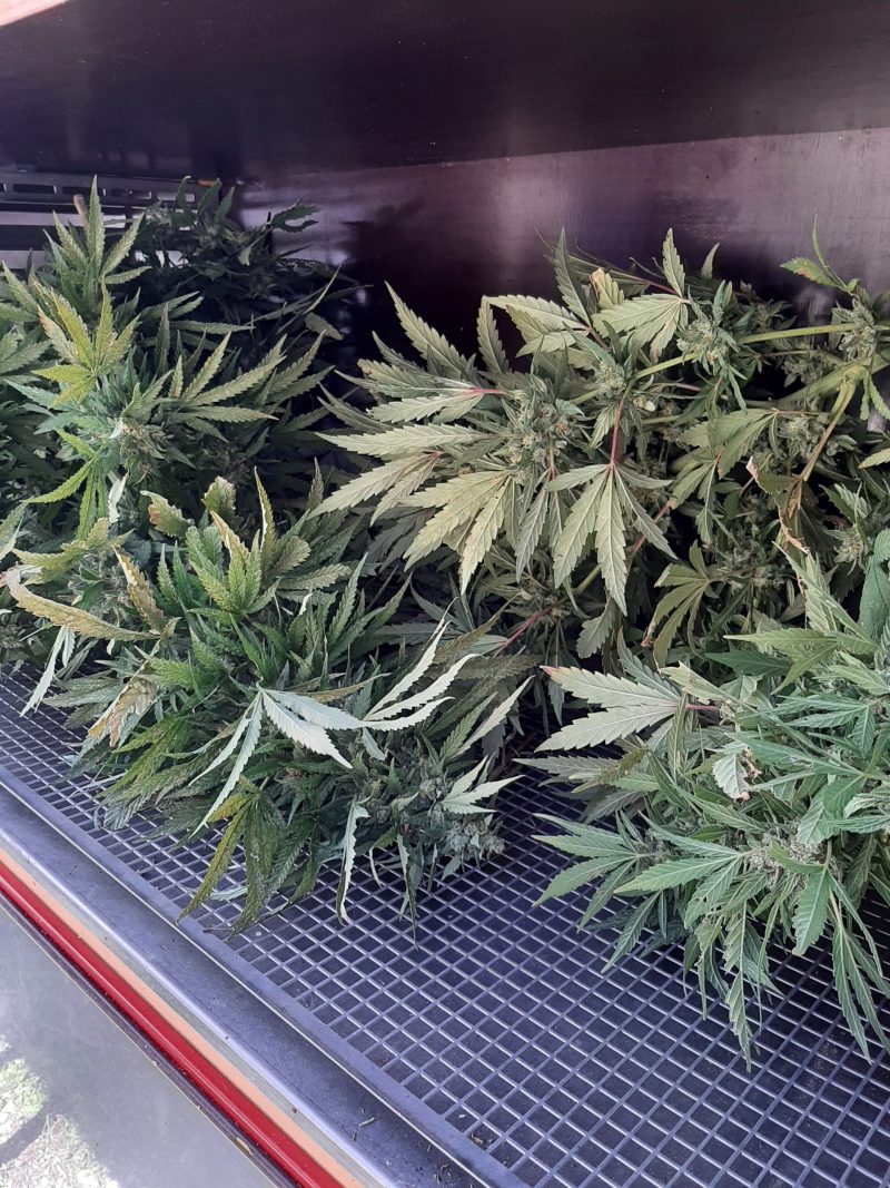 CBG Oil 10% - Full Spectrum - Image 5